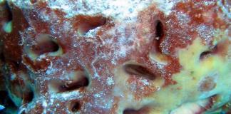 Las esponjas marinas pudieron haber sido de los primeros animales de la Tierra