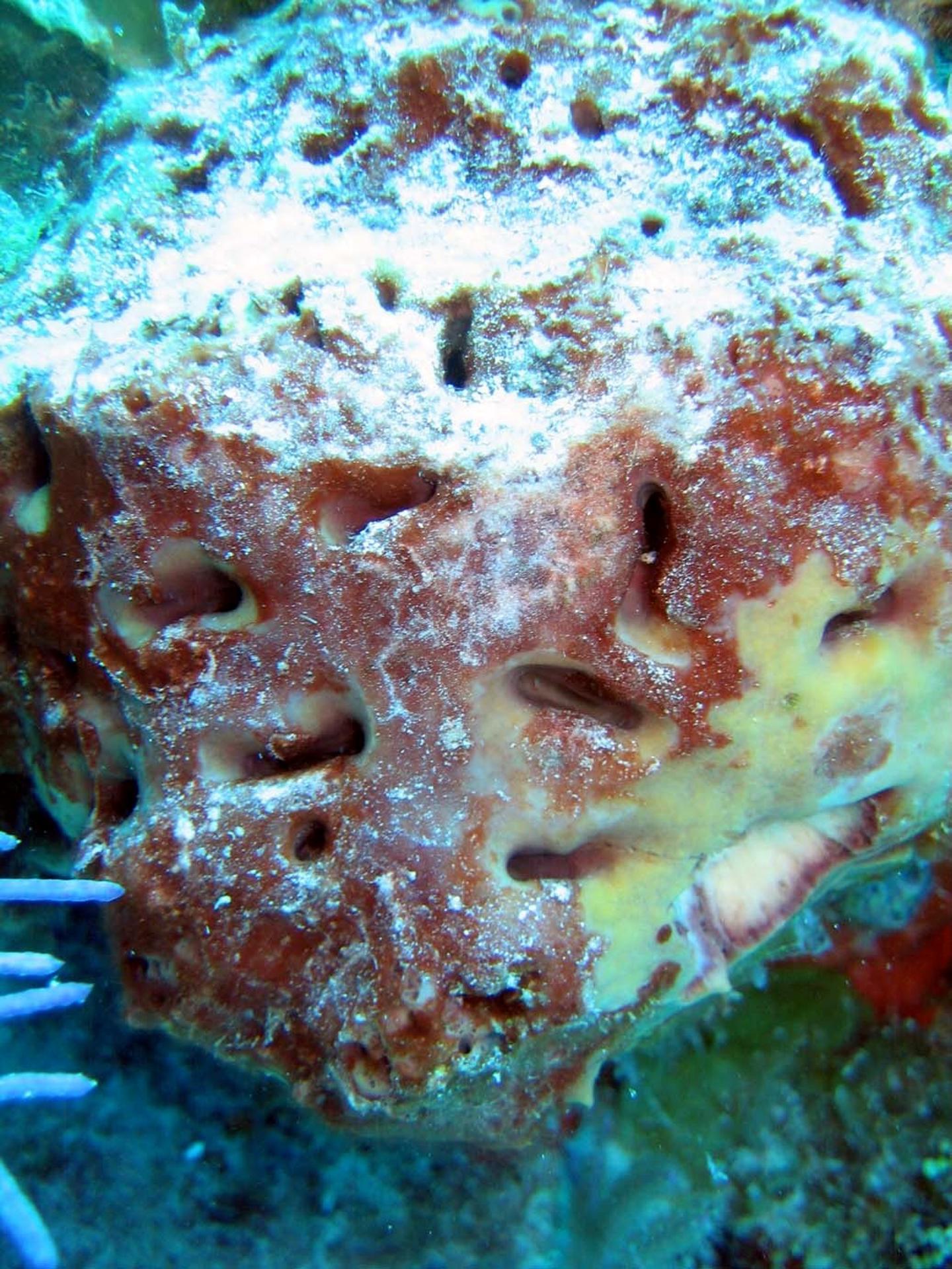 Las esponjas marinas pudieron haber sido de los primeros animales de la Tierra