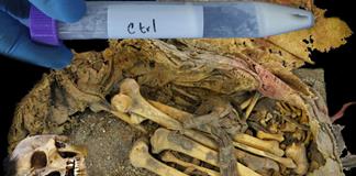 El microbioma intestinal de un joven del México precolombino desvela cambios evolutivos