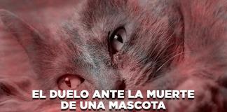El duelo ante la muerte de una mascota - El Expresso de las 10 - Mi. 08 Octubre 2025