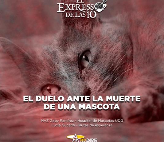 El duelo ante la muerte de una mascota - El Expresso de las 10 - Mi. 08 Octubre 2025