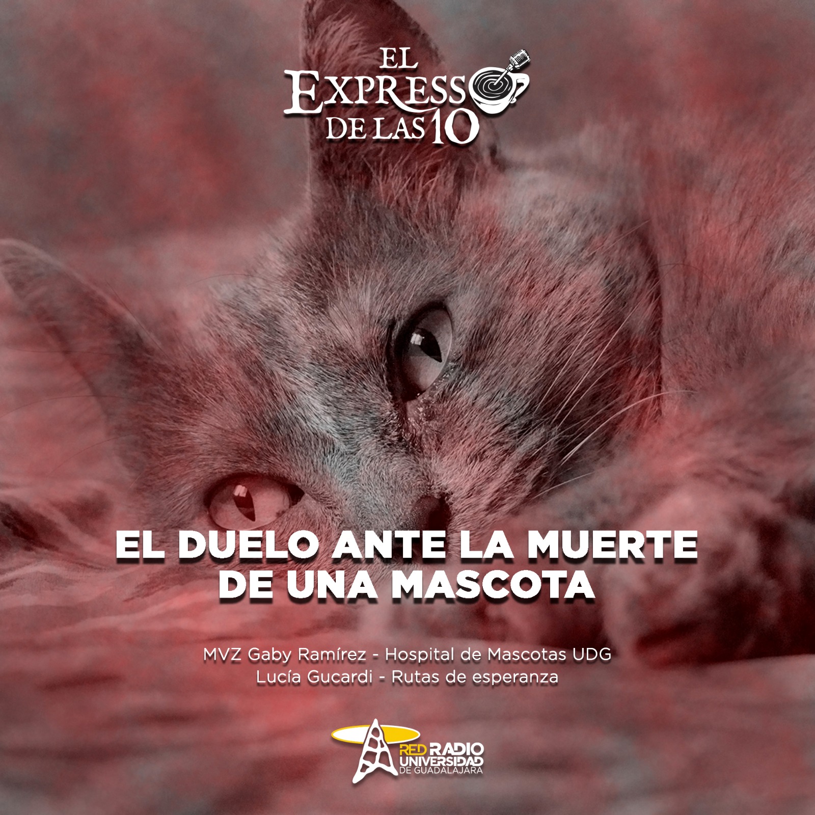 El duelo ante la muerte de una mascota - El Expresso de las 10 - Mi. 08 Octubre 2025 El duelo ante la muerte de una mascota - El Expresso de las 10 - Mi. 08 Octubre 2025