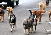 Lanzan campaña gratuita de esterilización de mascotas en Zapotlán el Grande
