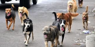 Lanzan campaña gratuita de esterilización de mascotas en Zapotlán el Grande