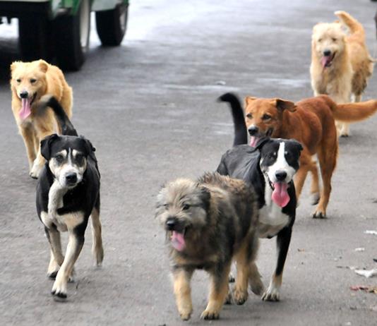 Lanzan campaña gratuita de esterilización de mascotas en Zapotlán el Grande