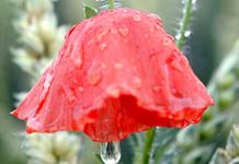 Amapola, la flor prohibida