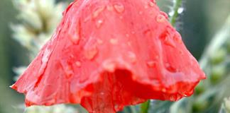Amapola, la flor prohibida