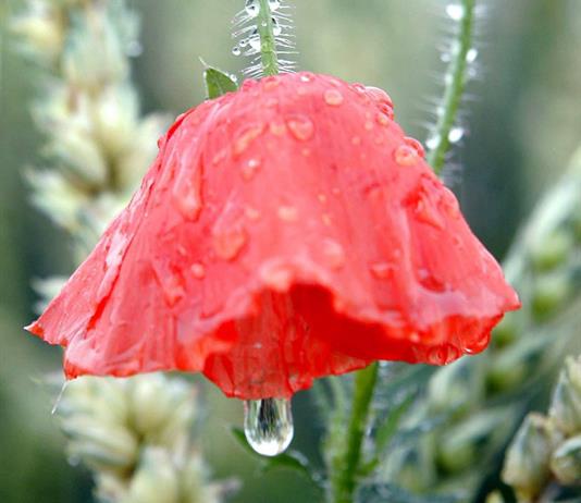 Amapola, la flor prohibida