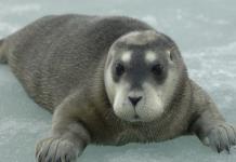 Tres especies de focas del Ártico están más cerca de la extinción por el cambio climático