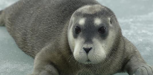 Tres especies de focas del Ártico están más cerca de la extinción por el cambio climático