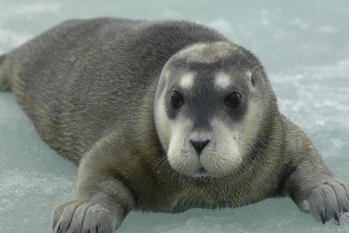 Tres especies de focas del Ártico están más cerca de la extinción por el cambio climático Tres especies de focas del Ártico están más cerca de la extinción por el cambio climático