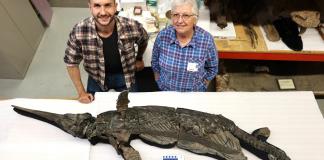 Identifican al dragón espada, una nueva especie de reptil marino prehistórico