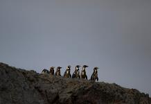 Punta San Juan, una evidencia del declive de la fauna costera en Perú