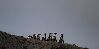 Punta San Juan, una evidencia del declive de la fauna costera en Perú