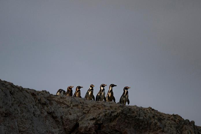 Punta San Juan, una evidencia del declive de la fauna costera en Perú