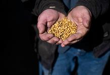 Productores de soja de EEUU en primera línea de la guerra comercial con China