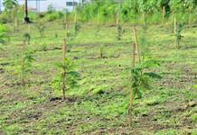 Concluye el programa “Islas y Corredores Biológicos” con la plantación de más de 18 mil árboles