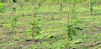 Concluye el programa "Islas y Corredores Biológicos" con la plantación de más de 18 mil árboles