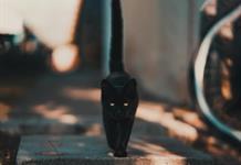 Ciudad española prohíbe adoptar gatos negros en Halloween para evitar ritos y malos tratos
