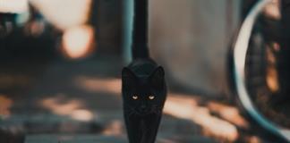Ciudad española prohíbe adoptar gatos negros en Halloween para evitar ritos y malos tratos