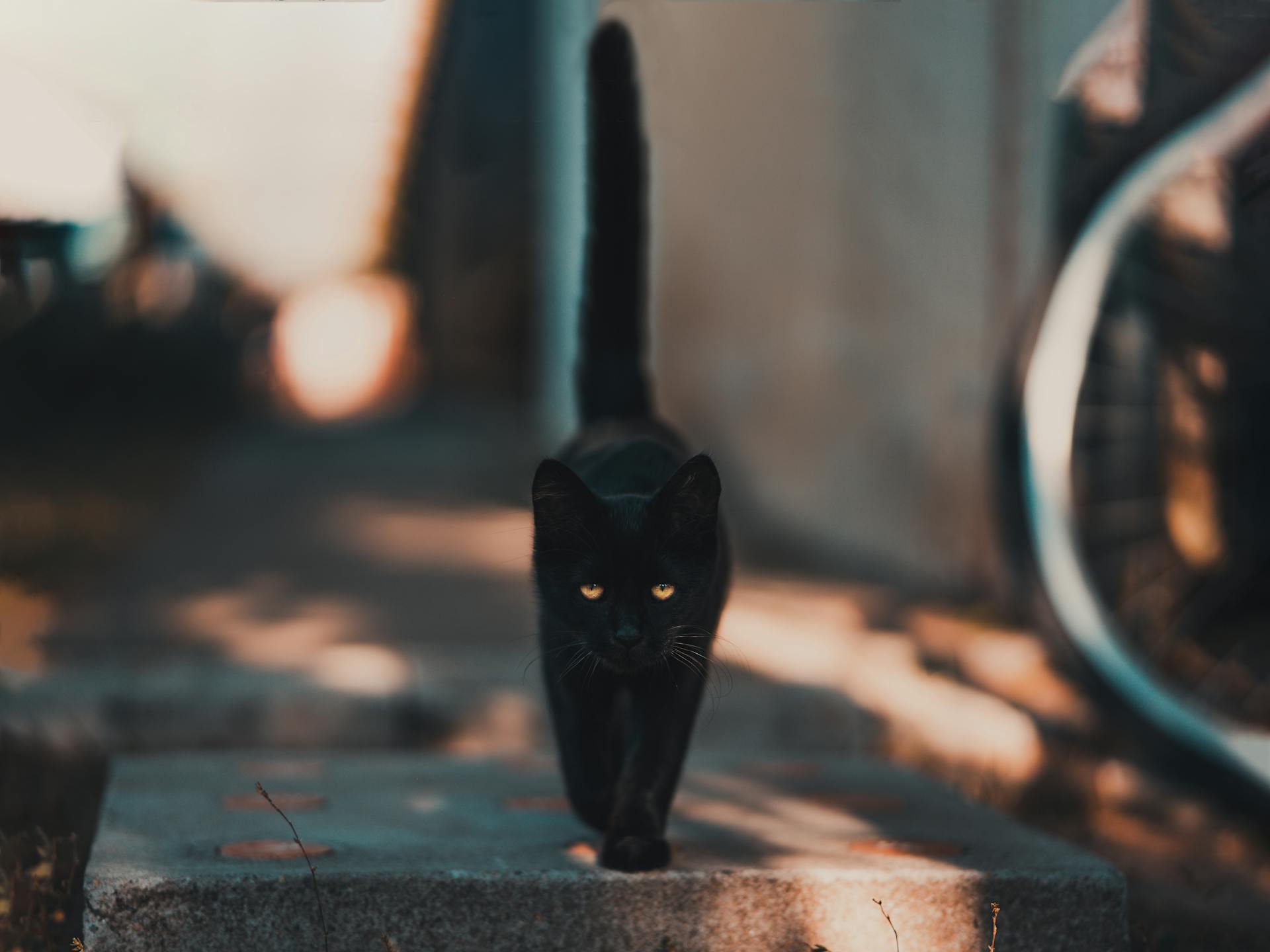 Ciudad española prohíbe adoptar gatos negros en Halloween para evitar ritos y malos tratos