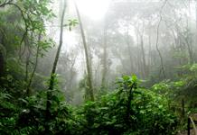 Bosques tropicales en Australia dejaron de absorber más carbono del que emiten Bosques tropicales en Australia dejaron de absorber más carbono del que emiten