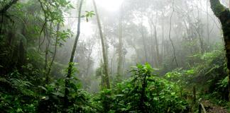 Bosques tropicales en Australia dejaron de absorber más carbono del que emiten