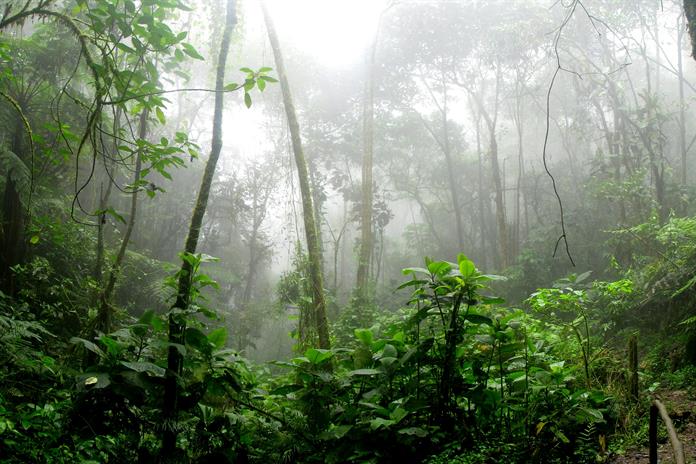 Bosques tropicales en Australia dejaron de absorber más carbono del que emiten Bosques tropicales en Australia dejaron de absorber más carbono del que emiten