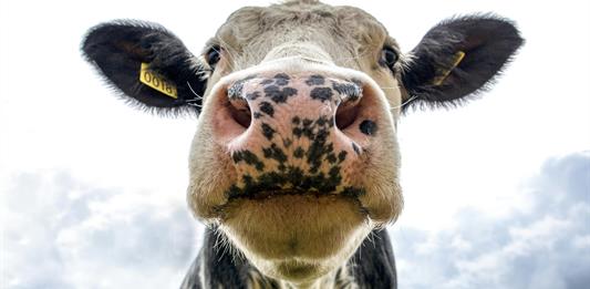 México admite que no hay fecha para reinicio de exportaciones de ganado a EEUU por plaga