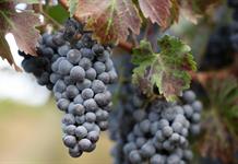 Viticultores de California abandonan viñedos asfixiados por costos y poca demanda Viticultores de California abandonan viñedos asfixiados por costos y poca demanda