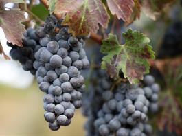 Viticultores de California abandonan viñedos asfixiados por costos y poca demanda Viticultores de California abandonan viñedos asfixiados por costos y poca demanda