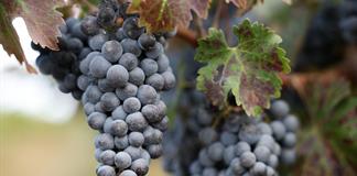 Viticultores de California abandonan viñedos asfixiados por costos y poca demanda Viticultores de California abandonan viñedos asfixiados por costos y poca demanda