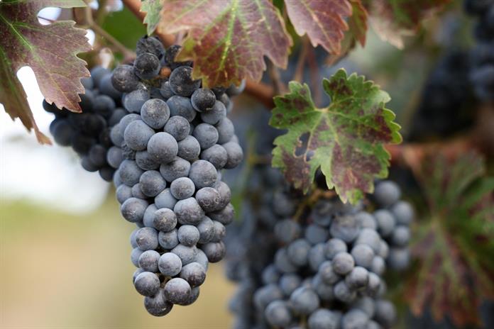 Viticultores de California abandonan viñedos asfixiados por costos y poca demanda Viticultores de California abandonan viñedos asfixiados por costos y poca demanda