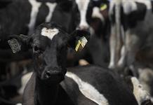 La industria cárnica de México busca nuevos mercados de exportación ante cierre de EE.UU.