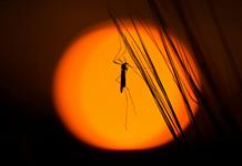 La lucha contra la malaria está estancada, denuncian dos oenegés