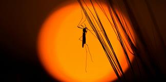 La lucha contra la malaria está estancada, denuncian dos oenegés