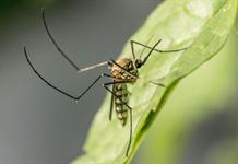 Detectan por primera vez mosquitos en Islandia