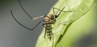 Detectan por primera vez mosquitos en Islandia