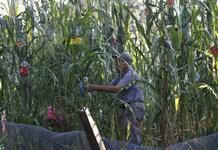 Agricultores mexicanos advierten bloqueos si Gobierno no fija precio de garantía del maíz