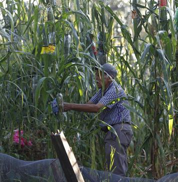 Agricultores critican baja productividad agrícola y dependencia de importaciones en México Agricultores critican baja productividad agrícola y dependencia de importaciones en México