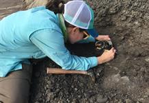 Los dinosaurios eran muy diversos y variados antes de extinguirse por un meteorito