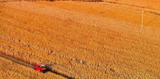 Sector privado de México pide apoyos para productores de maíz ante condiciones adversas