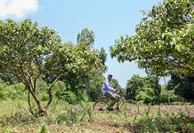 Cinco aldeas y un bosque de Kenia en el centro de la disputa mundial por tierras raras