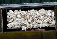 Medio millón de aves de corral sacrificadas en Alemania por gripe aviar Medio millón de aves de corral sacrificadas en Alemania por gripe aviar