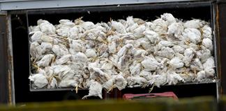 Medio millón de aves de corral sacrificadas en Alemania por gripe aviar