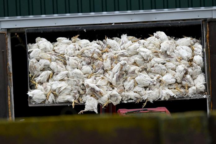 Medio millón de aves de corral sacrificadas en Alemania por gripe aviar Medio millón de aves de corral sacrificadas en Alemania por gripe aviar