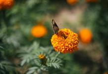 La flor de cempasúchil transforma la vida de familias mexicanas mientras ilumina el camino de los difuntos