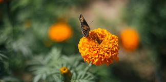 La flor de cempasúchil transforma la vida de familias mexicanas mientras ilumina el camino de los difuntos