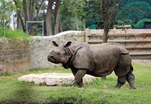 Zoológico de Guadalajara es refugio de 300 especies, 85% en peligro de extinción