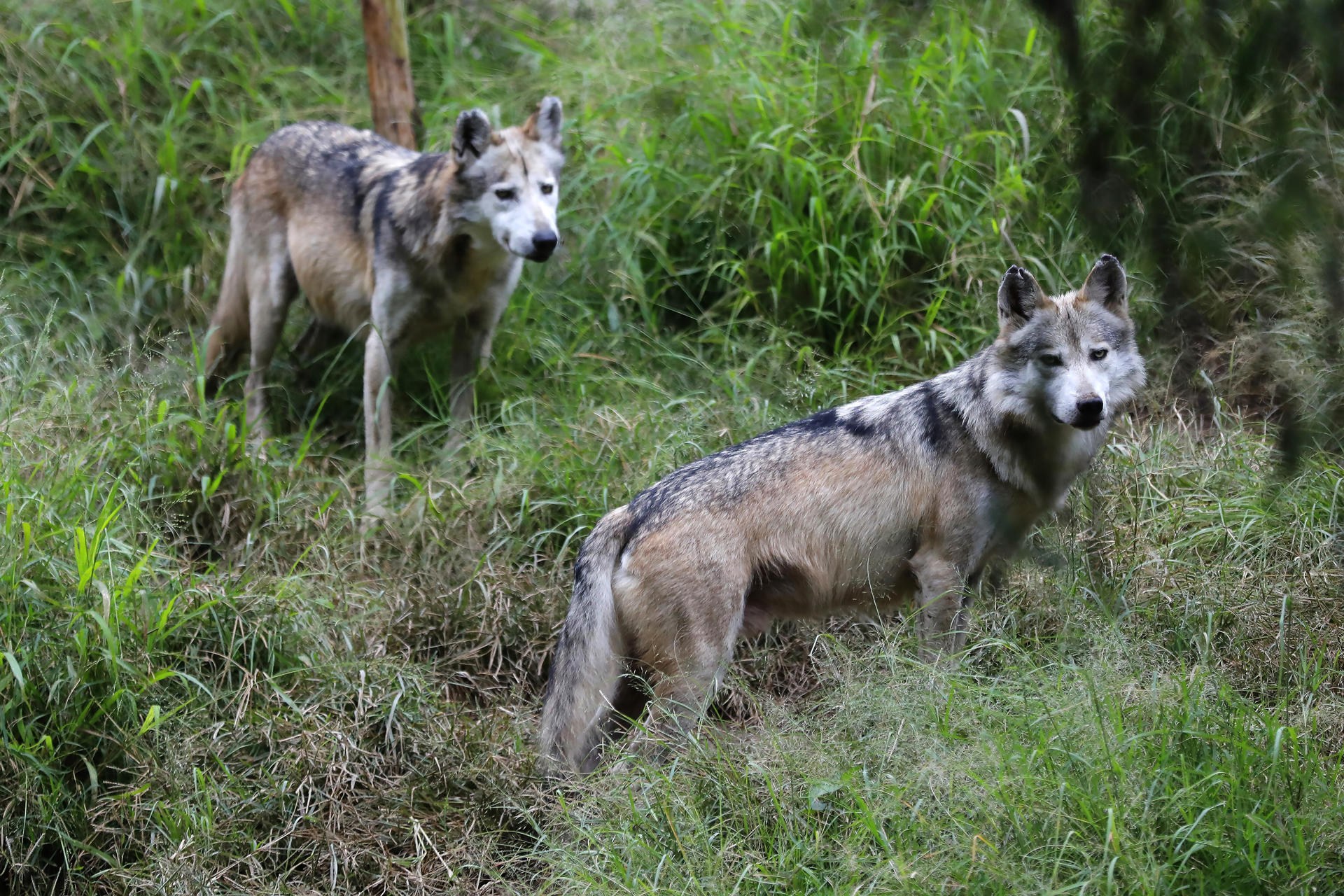 Zoológico de Guadalajara es refugio de 300 especies, 85% en peligro de extinción